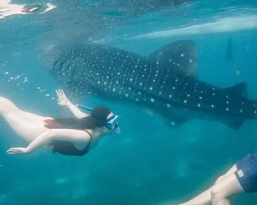 Private Whale Shark Watching and Canyoneering in Kawasan Falls Tour